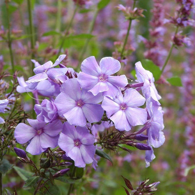 Blue Paradise Phlox - Thumbnail 3