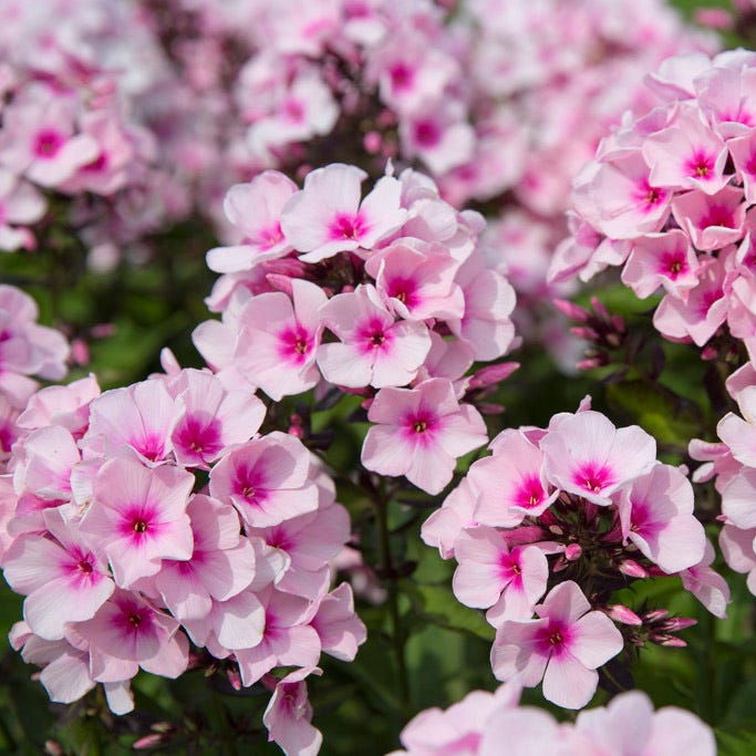 Bright Eyes Phlox