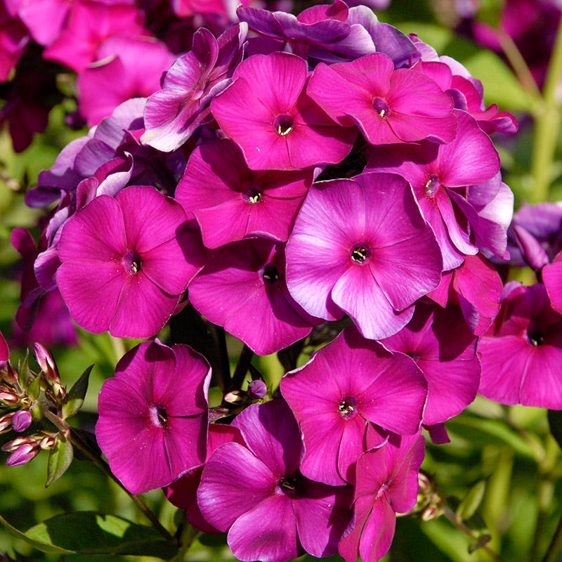 Nicky Phlox