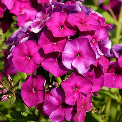 Nicky Phlox