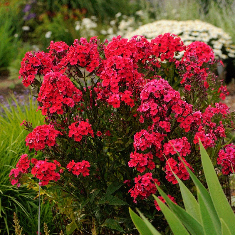 Red Riding Hood Phlox