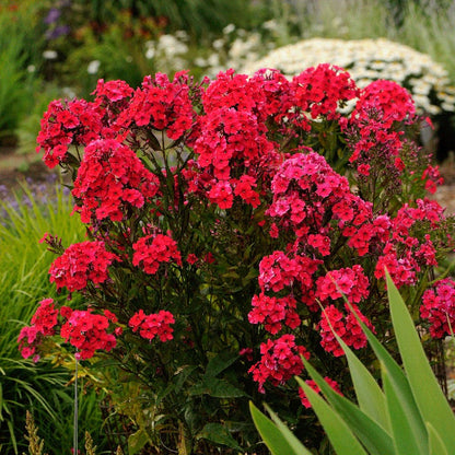 Red Riding Hood Phlox