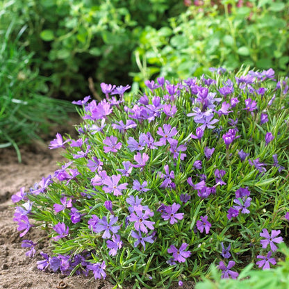 Violet Pinwheels Creeping Phlox