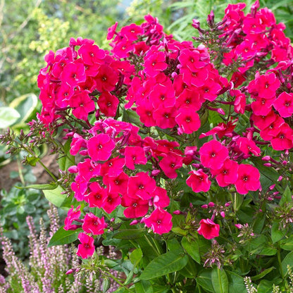 Beautiful Bouquets Pre-Planned Garden