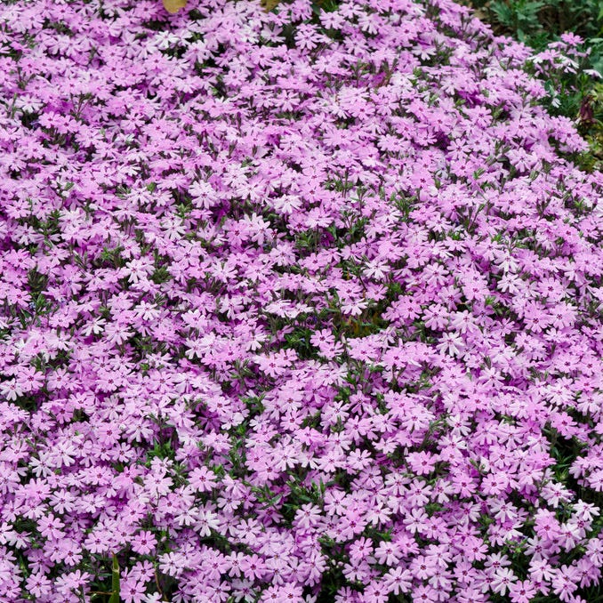 Fort Hill Creeping Phlox - Thumbnail 2