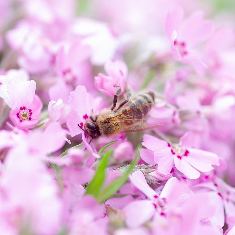 Emerald Pink Creeping Phlox