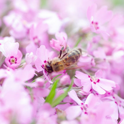 Emerald Pink Creeping Phlox