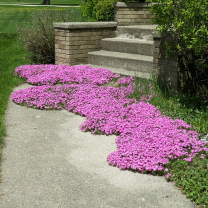 Red Wings Creeping Phlox