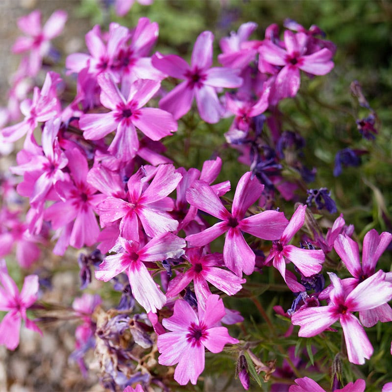 Red Wings Creeping Phlox, Phlox subulata | American Meadows