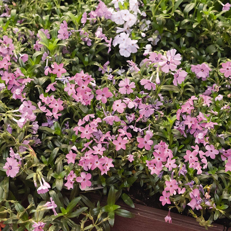 Woodlander Rose Phlox