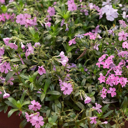Woodlander Rose Phlox