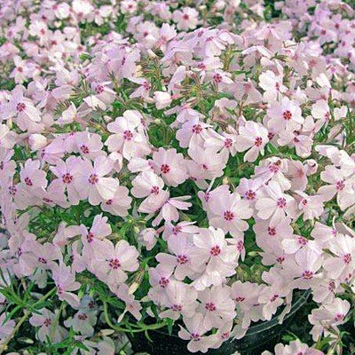 Creeping Phlox Apple Blossom