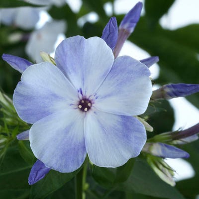 Flame® Light Blue Phlox