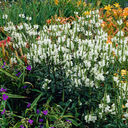 White Obedient Plant