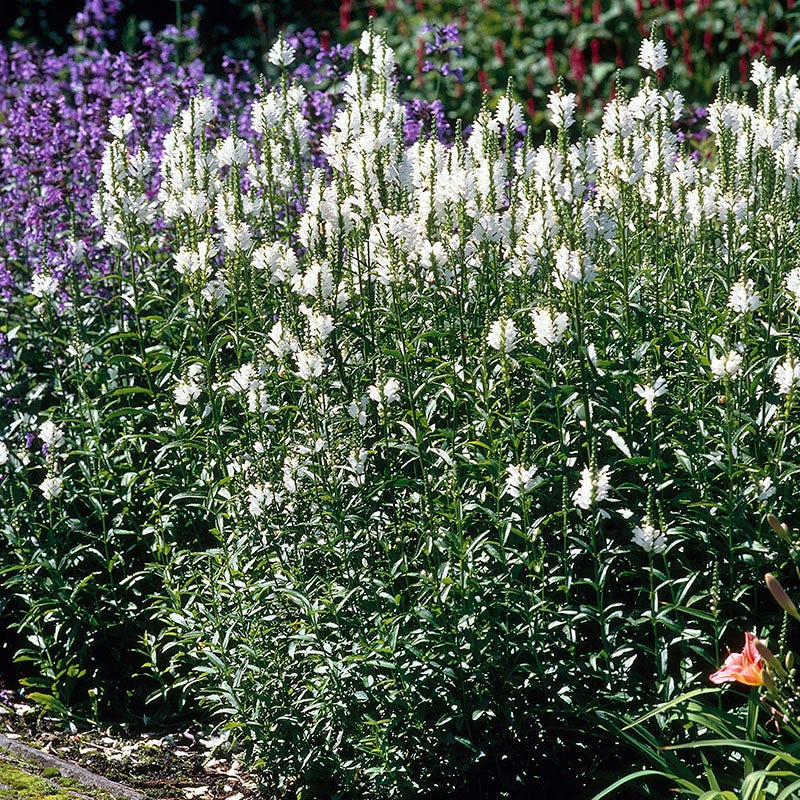 obedient plant seed collection White Obedient Plant, Physostegia virginiana