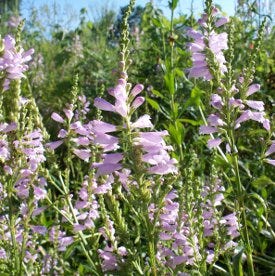 Obedient Plant Seeds