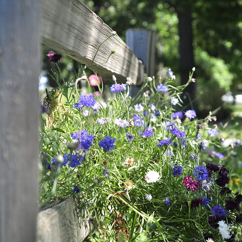 planting wildflower seeds in mulch Picket Fence Wildflower Seed Mix
