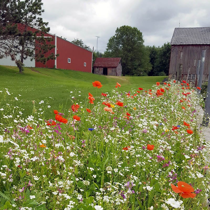 Picket Fence Wildflower Seed Mix