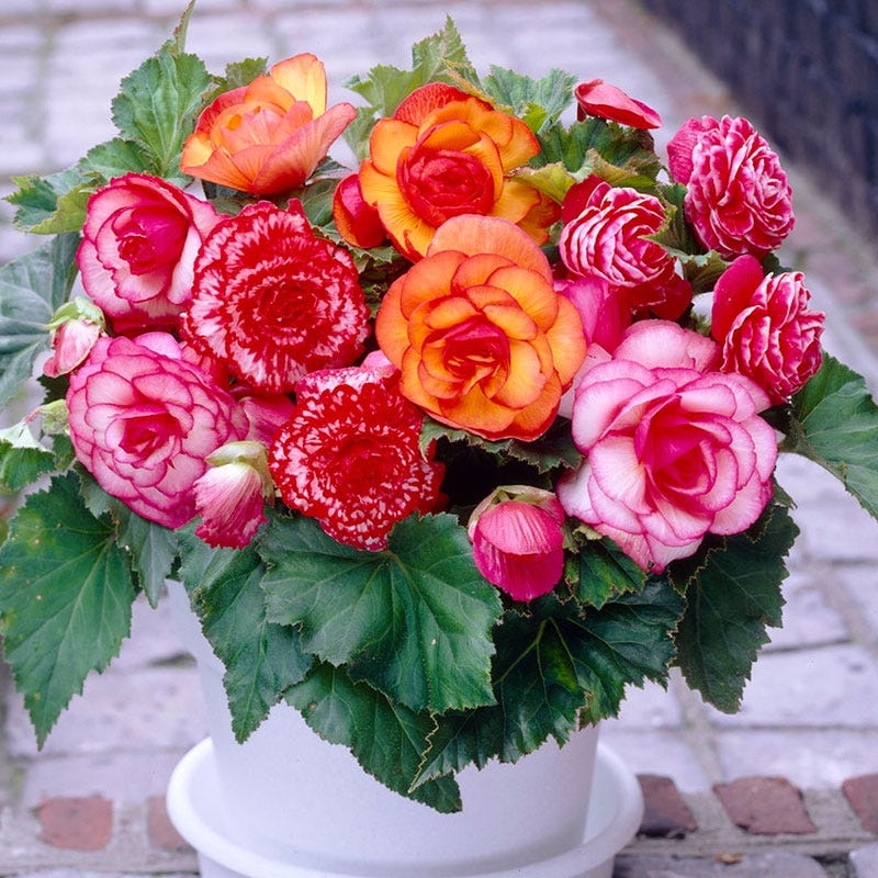 begonia potting mix Picotee Begonia Mix