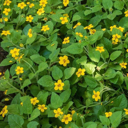 Native Shade Tapestry Lawn Plant Collection