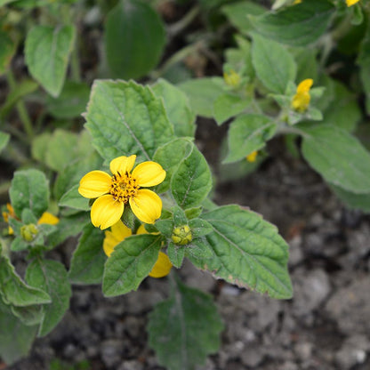 Pierre Green and Gold