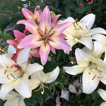 lily asiatic blend Blushing Asiatic Lily Mix, Lilium