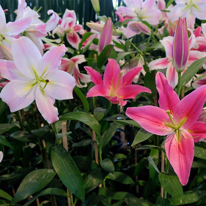 blushing joy asiatic lily Blushing Asiatic Lily Mix, Lilium