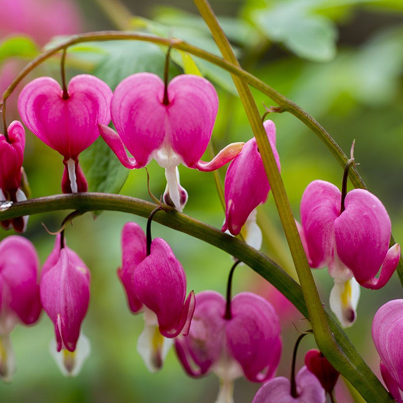 Shady Nook Pre-Planned Garden