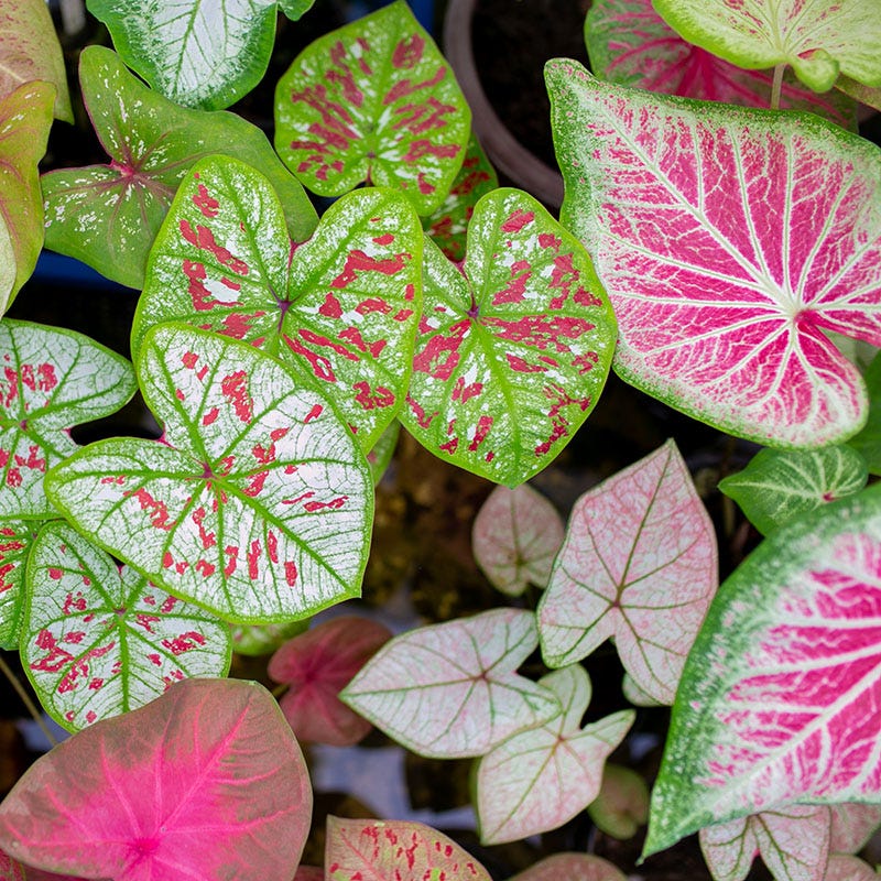 Caladium Mix