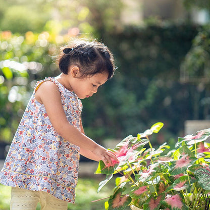 Pink & White Caladium Mix