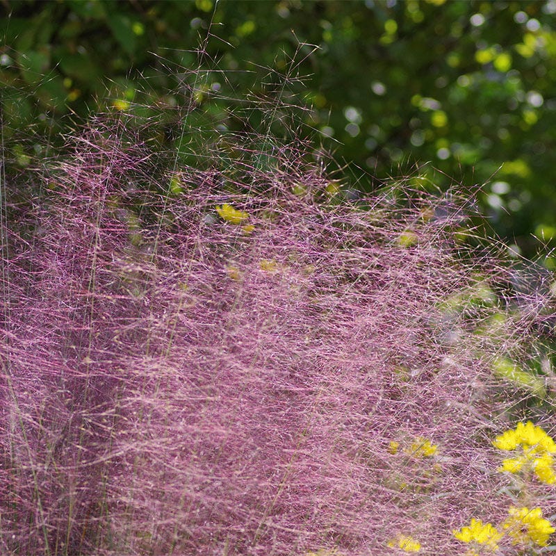 Pink Cloud Muhly Grass