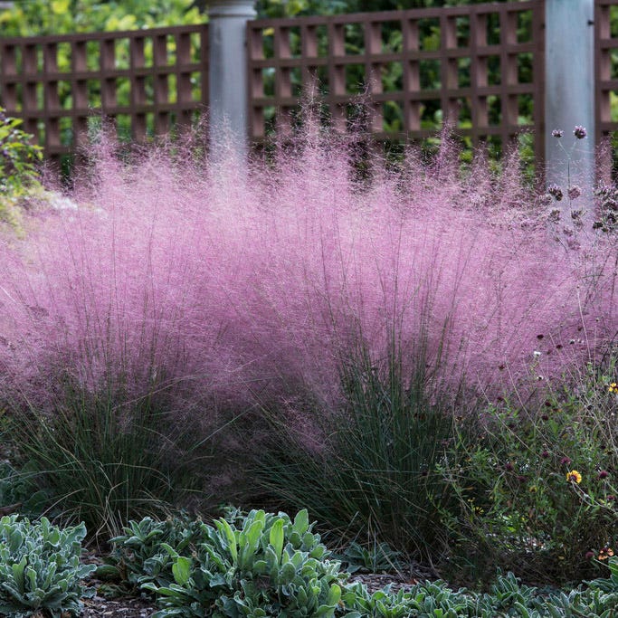 Blushing Cottage Garden Plant Collection