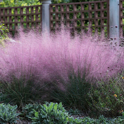 Blushing Cottage Garden Plant Collection