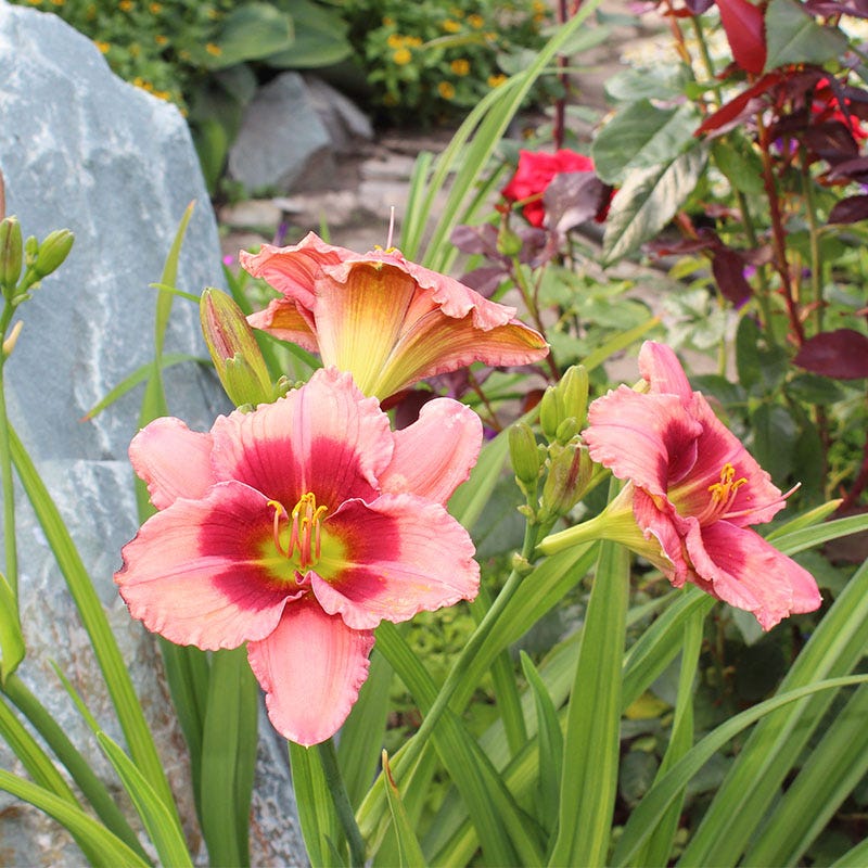 Strawberry Candy Reblooming Daylily - Thumbnail 4