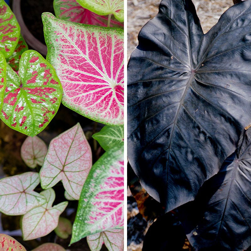 Pink Elephant Tropical Bulb Collection