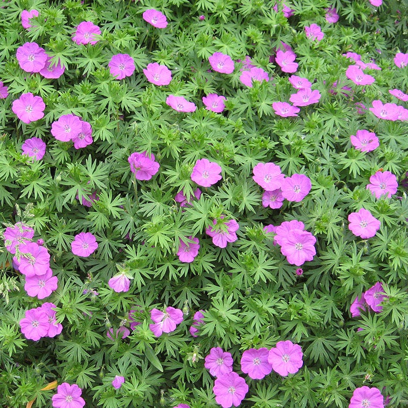 Farmhouse Pre-Planned Garden