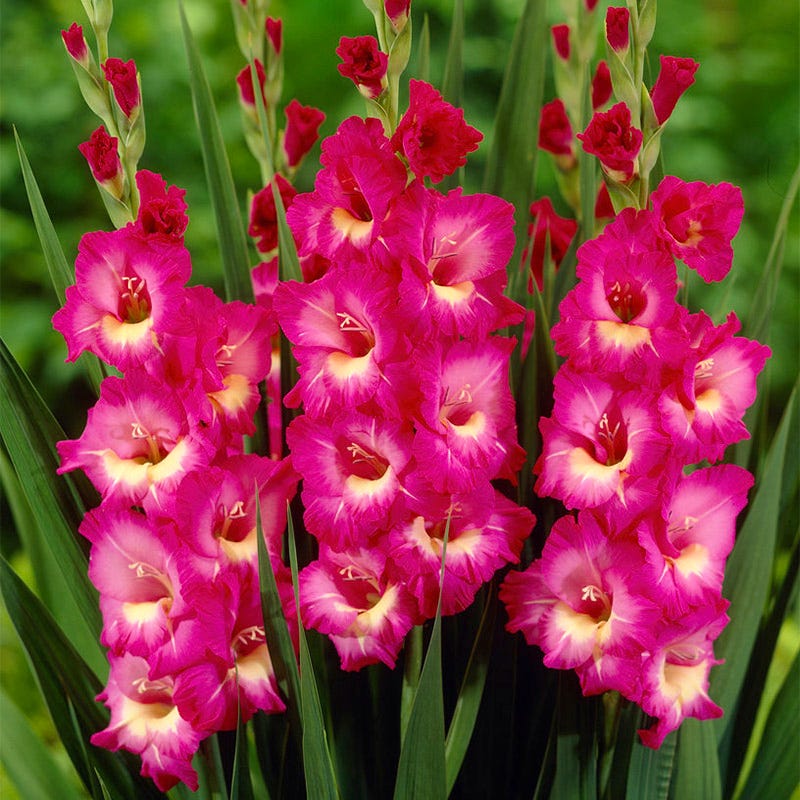Windsong Gladiolus