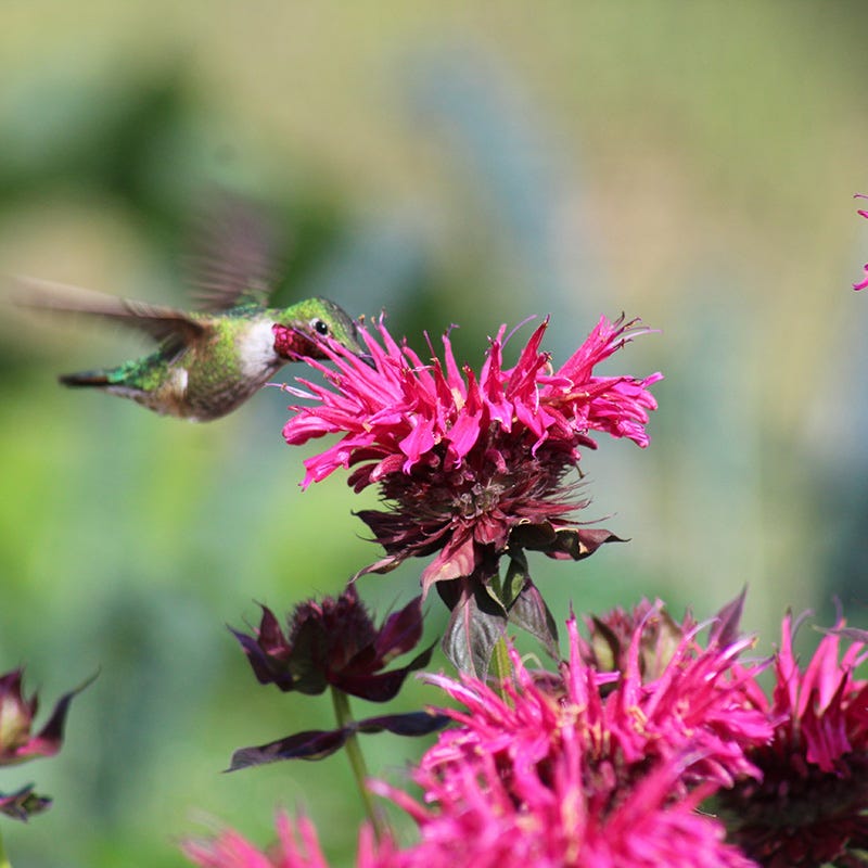 Earth Day Native Plant Collection