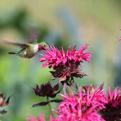 Earth Day Native Plant Collection