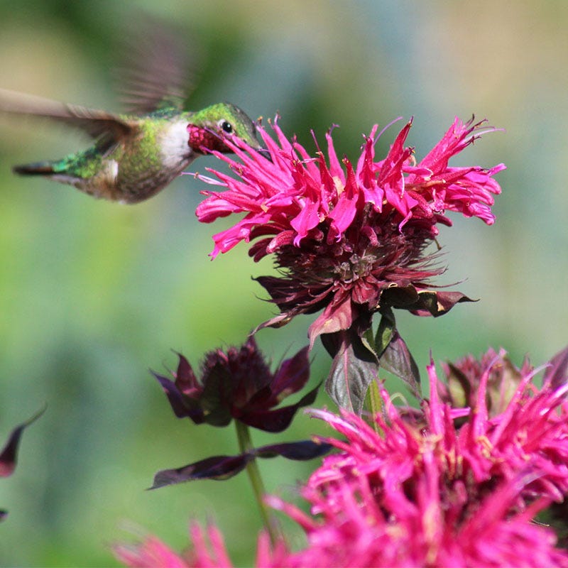 Pink Lace Bee Balm