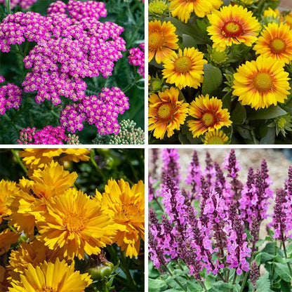 Pink Lemonade Low Grow Plant Collection