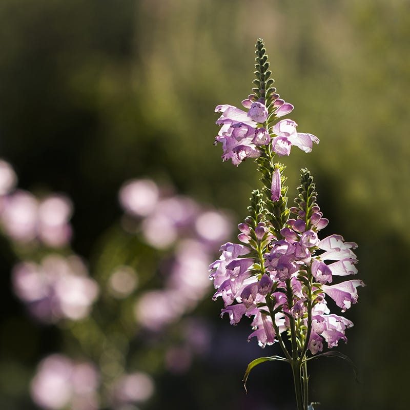 Pink Obedient Plant