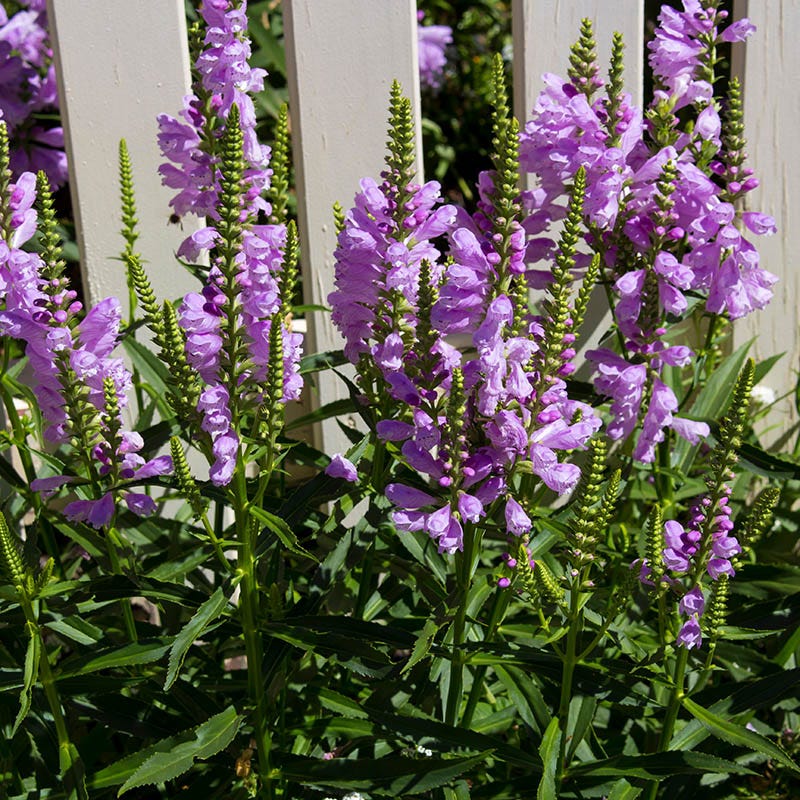 lavender obedient plant Obedient Plant | Pink | Plant
