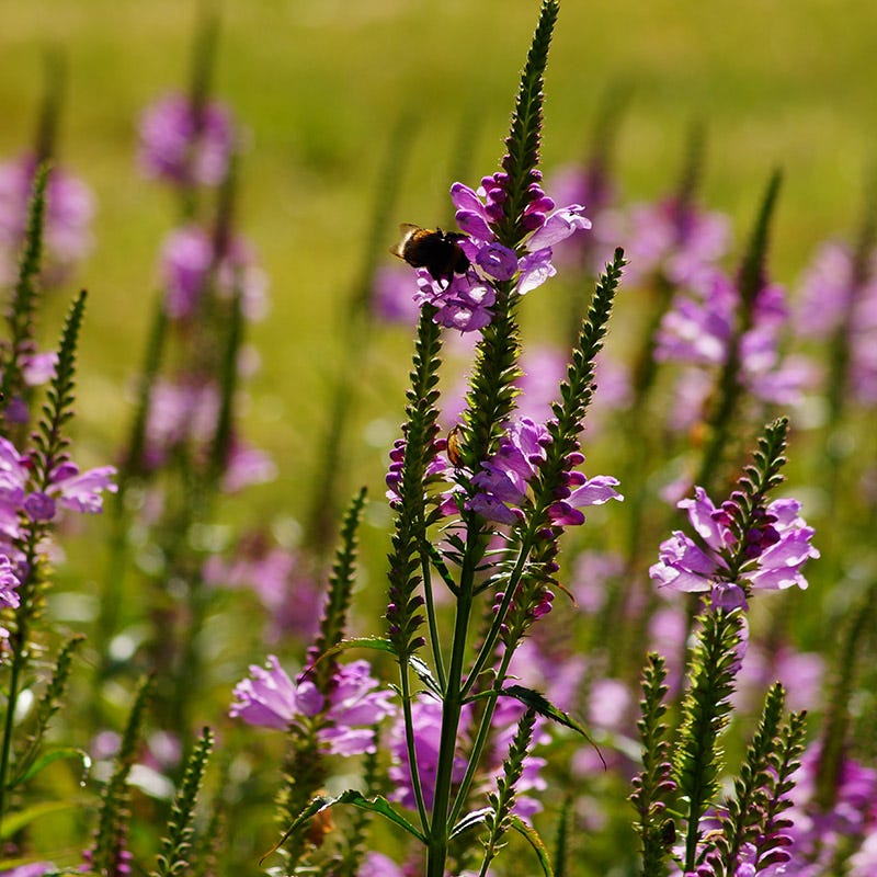 Pink Obedient Plant
