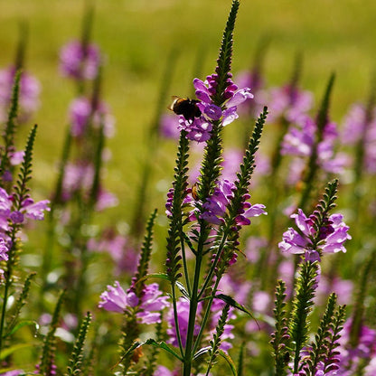 Pink Obedient Plant