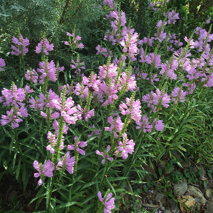 Pink Obedient Plant