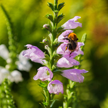 lavender obedient plant Pink Obedient Plant, Physostegia virginiana