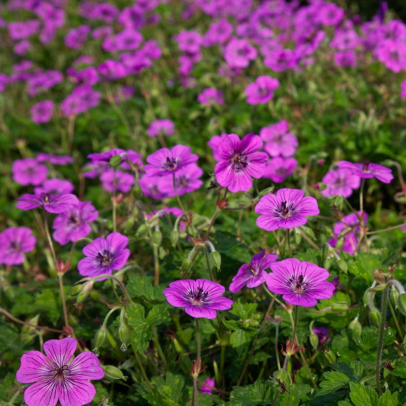 Pink Penny Geranium