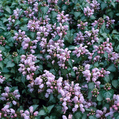 Patchwork Low Grow Lamium Collection