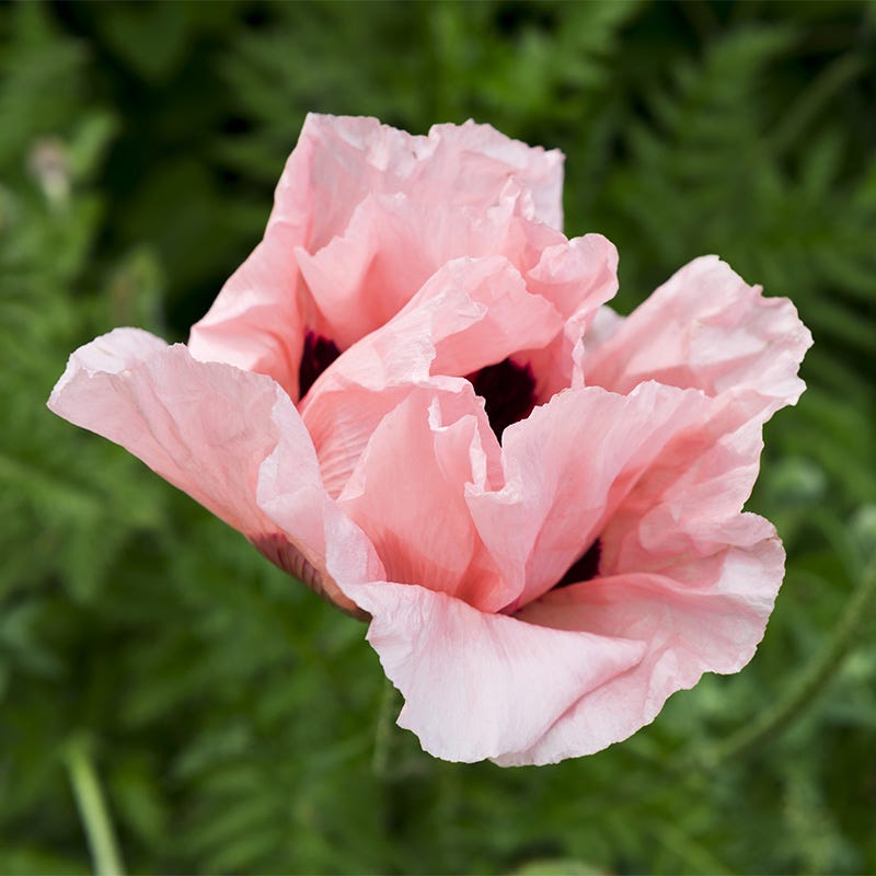 Coral Reef Oriental Poppy
